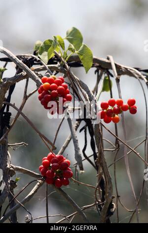 Semi di moonseed o Giloy (Tinospora cordifolia) pianta con bacche rosse Foto Stock