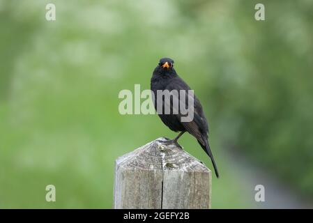 Blackbird, Bilton Lane, Harrogate, North Yorkshire Foto Stock