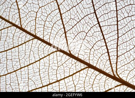 Chiudi su uno scheletro di foglie fotografato su uno sfondo bianco luminoso e che mostra il pattern venoso ramificato Foto Stock