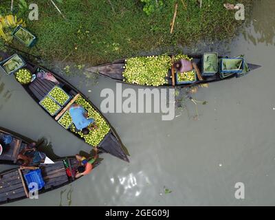 Barishal, Barishal, Bangladesh. 20 ago 2021. Tra alcune delle cose più affascinanti nella regione sud-occidentale del Bangladesh è il bel mercato galleggiante Guava di Swarupkathi di Pirojpur in Divisione Barishal. E tutto questo è iniziato 125 anni fa quando un Purno Mondal di Nesarabad upazila ha riportato alcuni semi di guava da Goya e li ha piantati nella sua casa villaggio. La guava era un successo culinario con la località e la sua fama si diffuse gradualmente in tutto il paese. Credit: ZUMA Press, Inc./Alamy Live News Foto Stock