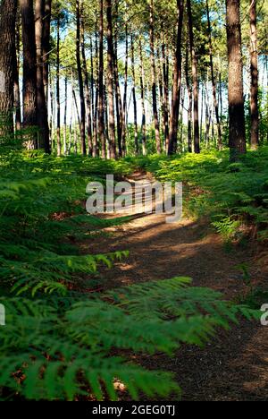 Foresta di pini nel dipartimento delle Landes (Francia sud-occidentale) Foto Stock