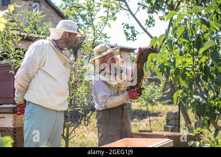 Apicoltore in abbigliamento protettivo che lavora nel suo apiary. Concetto di apicoltura Foto Stock