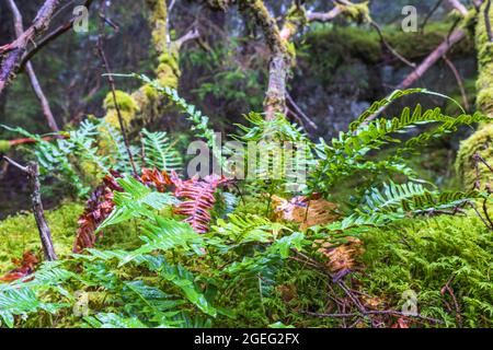 Felci che crescono sul pavimento della foresta in una vecchia foresta Foto Stock