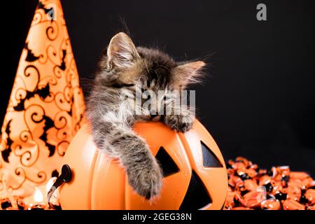 Un gattino di Halloween con ali di pipistrello dorme in una zucca su sfondo nero. Foto Stock