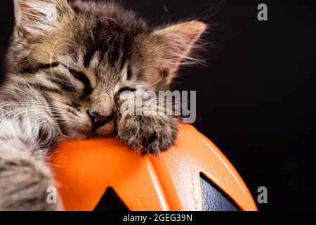 Un gattino di Halloween con ali di pipistrello dorme in una zucca su sfondo nero. Spazio di copia per il testo. Foto Stock