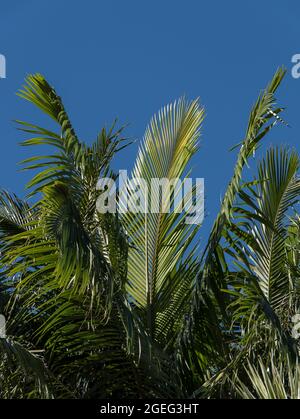 Verdi facciate di palme Bangalow (Archontophoenix cunninghamiana) contro il cielo blu. Garden, Queensland, Australia. Spazio di copia, sfondo Foto Stock