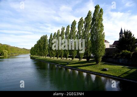 Melun (zona di Parigi): Rive della Senna e pioppi Foto Stock