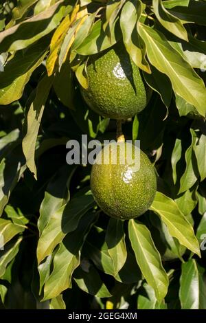 Due avocado Reed sferici (persea americana) che crescono in un frutteto nel Queensland, Australia. Frutta grande, rotonda, pesante. Foto Stock