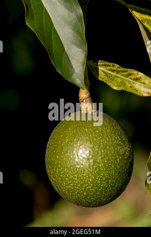 Avocado di Reed (persea americana) a singola sfera che cresce in un frutteto nel Queensland, Australia. Frutta grande, rotonda, pesante, non ancora matura. Foto Stock