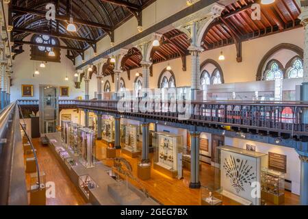 Interno del Museo Huntarian presso l'Università di Glasgow Foto Stock