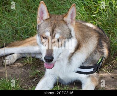 Razza Tamaskan di cane. Foto Stock