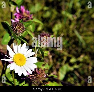 Primo piano di una margherita bianca e fiori viola trifoglio che crescono in un prato con l'erba sullo sfondo Foto Stock