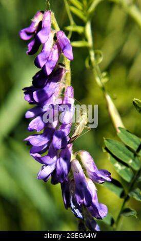 Primo piano di una cavalletta verde poggiata sui fiori viola di una pianta di vetch di vacca in un prato. Foto Stock