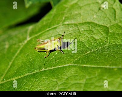 Primo piano di una cavalletta poggiata su una foglia di pianta alla luce del sole Foto Stock