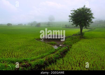 Vista dei campi di riso con pozzo adiacente in una giornata piovosa, Trigalwadi, Nashik, Maharashtra, India. Foto Stock