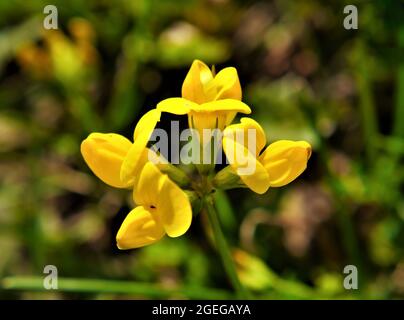 Primo piano dei fiori gialli su una pianta di trifoglio di un uccello che cresce in un prato con erba sfocata sullo sfondo. Foto Stock