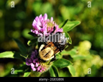 Primo piano di un bumblebee raccolta nettare dal fiore rosa su una pianta di trifoglio che cresce in un prato. Foto Stock