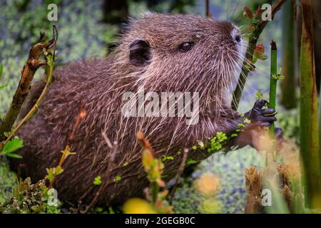 Nutria selvaggia (chiamato anche coypu o ratto castoro, Myocastor coypus) giovanile, nibbling su piante da uno stagno, Germania Foto Stock