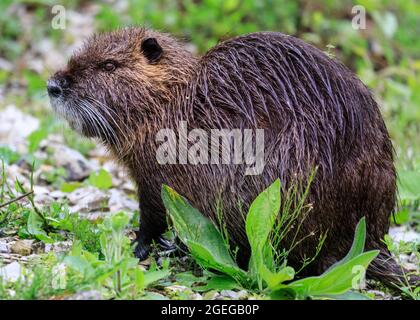 Nutria selvaggia (chiamata anche coypu o ratto castoro, Myocastor coypus) giovanile, in ambiente naturale, Germania Foto Stock