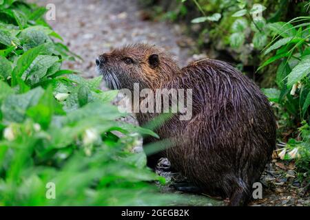 Nutria selvatica (chiamato anche coypu o ratto castoro, Myocastor coypus) adulto, in ambiente naturale, Germania Foto Stock