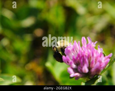 Primo piano di un bumblebee raccolta nettare dal fiore rosa su una pianta di trifoglio che cresce in un prato. Foto Stock