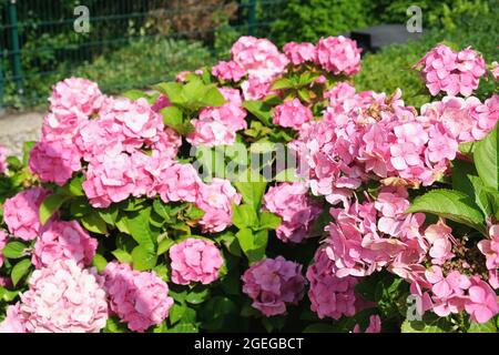 Fuoco selettivo di hortensia rosa profonda - hydrangea in una giornata di sole Foto Stock