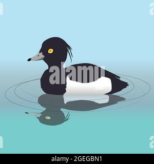 Un'illustrazione vettoriale di un'anatra maschio tufted che nuota nell'acqua. Il suo riflesso è visibile nell'acqua. Illustrazione Vettoriale