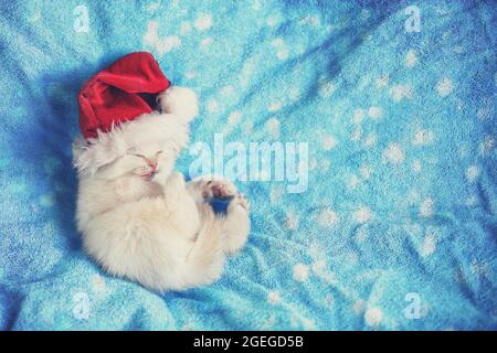 Piccolo gattino bianco in cappello Babbo Natale adagiato su una morbida coperta blu Foto Stock