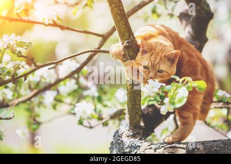 Il piccolo gattino si sneaks su un albero di mele fiorente in un frutteto di primavera Foto Stock