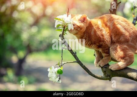 Il piccolo gattino si sneaks su un albero di mele fiorente in un frutteto di primavera. Il gatto sniffs fiori sul ramo Foto Stock