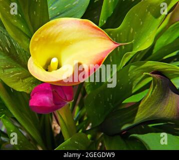 Primo piano dei fiori gialli e rosa su una pianta di giglio di calla macchiata nella luce del sole brillante. Foto Stock