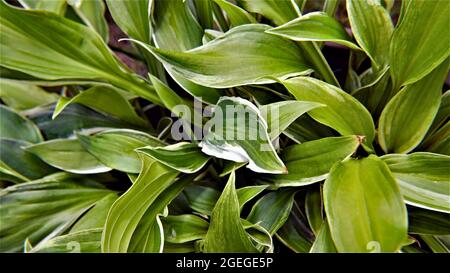 Primo piano delle foglie verdi e bianche su una pianta hosta che cresce in un giardino Foto Stock