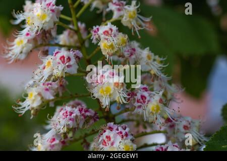 fiori di castagno in fiore, albero ornamentale in fiore rosa brillante, foglie verdi Foto Stock