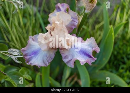 Bella fioritura di fiori di iris su sfondo verde. Messa a fuoco selettiva Foto Stock