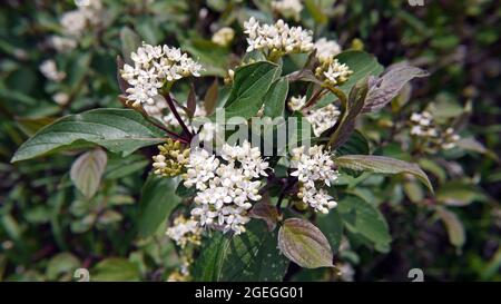 Primo piano dei piccoli grappoli bianchi di fiori che sbocciano su un arbusto rosso osier di dogwood. Foto Stock