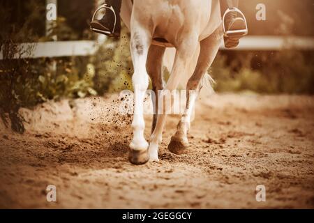 Un cavallo bianco con un pilota in sella galoppa attraverso un'arena sabbiosa, facendo zoccoli sulla sabbia in una giornata estiva soleggiata. Concorsi di dressage. Eque Foto Stock