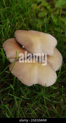 Clos-up di un mazzo di funghi che crescono selvaggi in erba su un prato. Foto Stock
