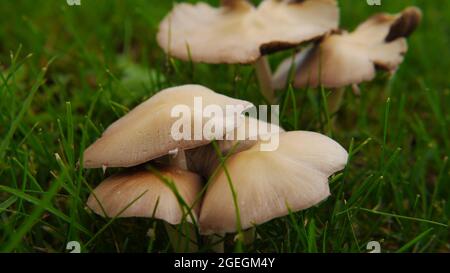 Clos-up di un mazzo di funghi che crescono selvaggi in erba su un prato. Foto Stock