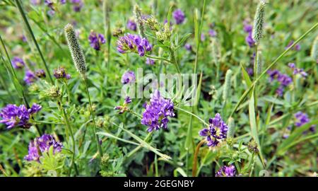 Primo piano dei fiori viola sulle piante di erba medica che crescono in un campo di erba. Foto Stock
