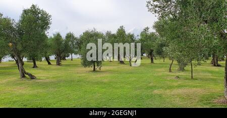 Sirmione Italia Agosto 2021 olive verdi appese all'olivo nel bosco in un bel tempo mediterraneo Foto Stock