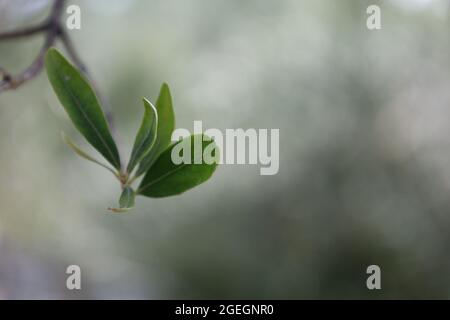 Sirmione Italia Agosto 2021 olive verdi appese all'olivo nel bosco in un bel tempo mediterraneo Foto Stock