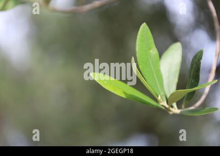 Sirmione Italia Agosto 2021 olive verdi appese all'olivo nel bosco in un bel tempo mediterraneo Foto Stock