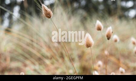 Campo di coniglietto code fiore crescente in libertà accanto alla spiaggia. Lagurus ovatus Foto Stock