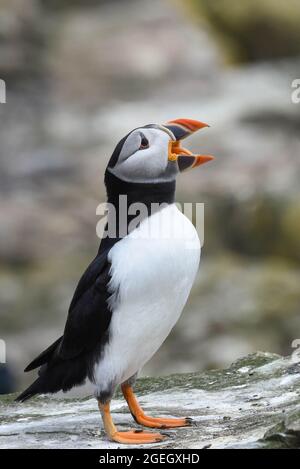 Un puffin sulle isole di Farne, Northumberland. Fratercola artica. Foto Stock