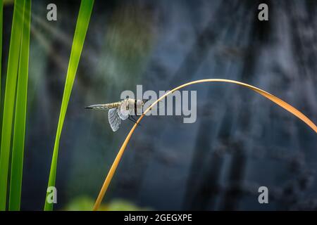 Dragonfly sul gambo di canna vicino allo stagno Foto Stock