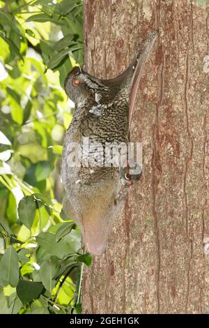 Sunda Flying Lemur, Bako National Park, Saeawak, Borneo, Malesia, Agosto 2021 Foto Stock
