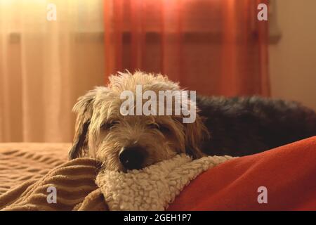 cane furry ​​sleeping a letto accanto al suo proprietario Foto Stock