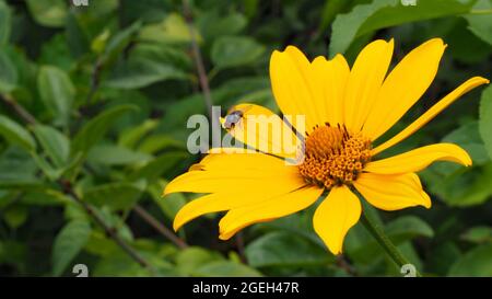 OLYMPUS FOTOCAMERA DIGITALE - primo piano di una casa volare sul fiore giallo di una pianta di girasole ossale con vegetazione sfocata sullo sfondo. Foto Stock