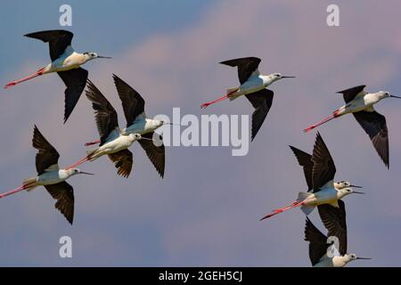 Gregge di palafitte alate nere che volano Foto Stock