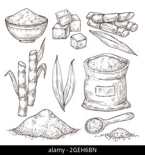 Zucchero di schizzo. Sacchetto di condimento dolce, foglie isolate di fusto di canna da zucchero. Produzione disegnata a mano, incisione piante heap polvere illustrazione vettoriale Illustrazione Vettoriale